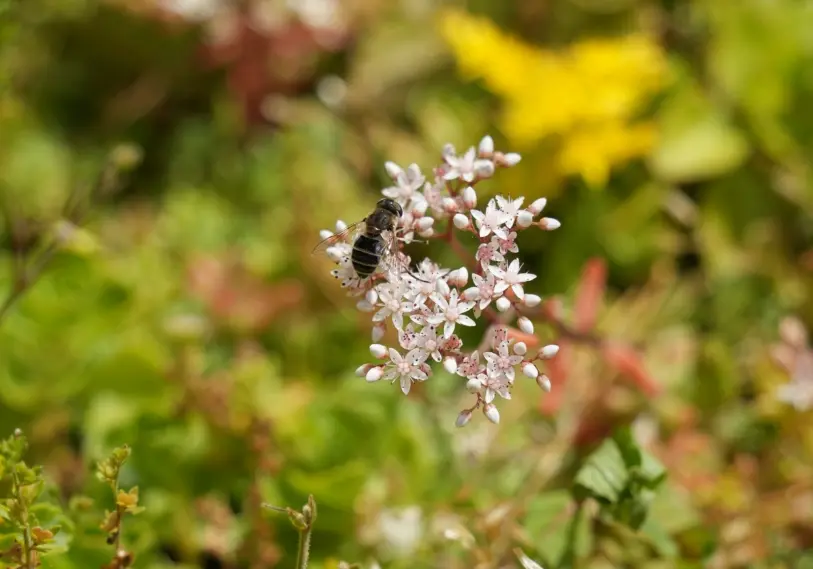 Veelgestelde vragen carbon groendaken