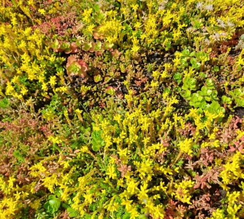 Sedum in Ens