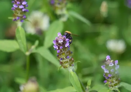 NatureGreen samenwerking met NL Greenlabel