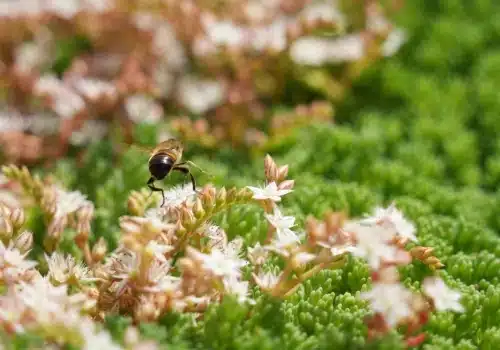 Sedum zaaien