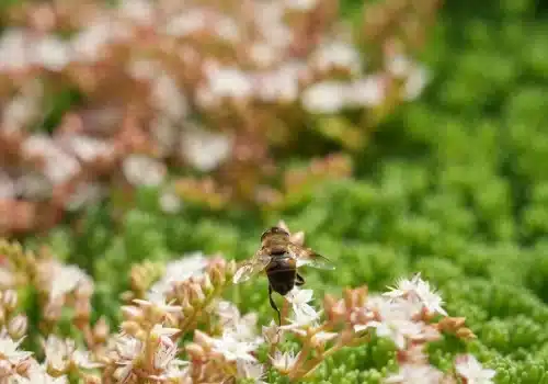 Biodiversiteit groendak kerk