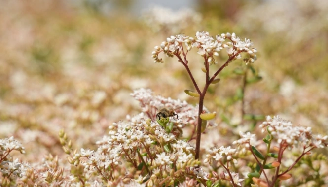 Sedum op kerkgebouw