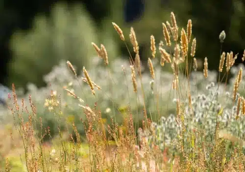 Wijkproject woudenberg groendak